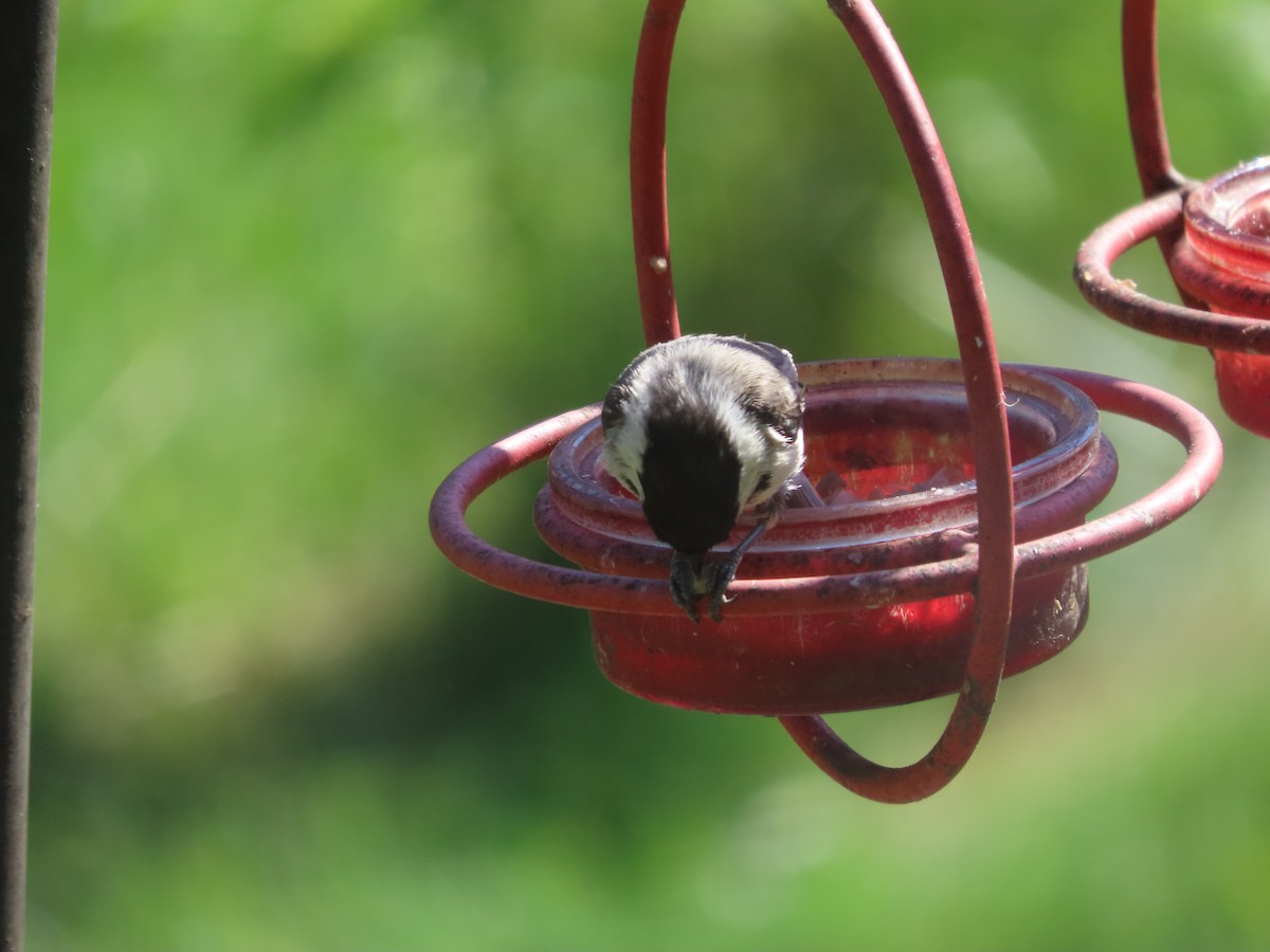 Black-capped Chickadee - ML659724405