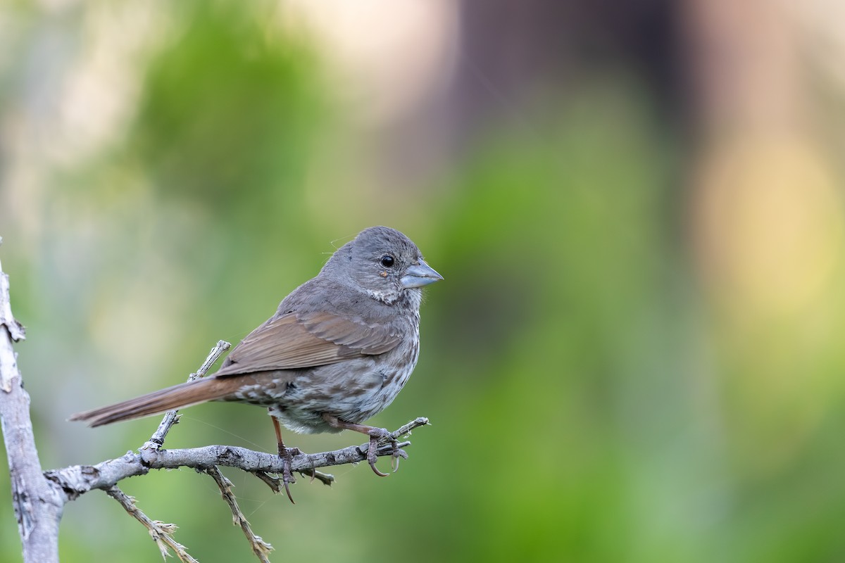 Fox Sparrow (Thick-billed) - ML659724407