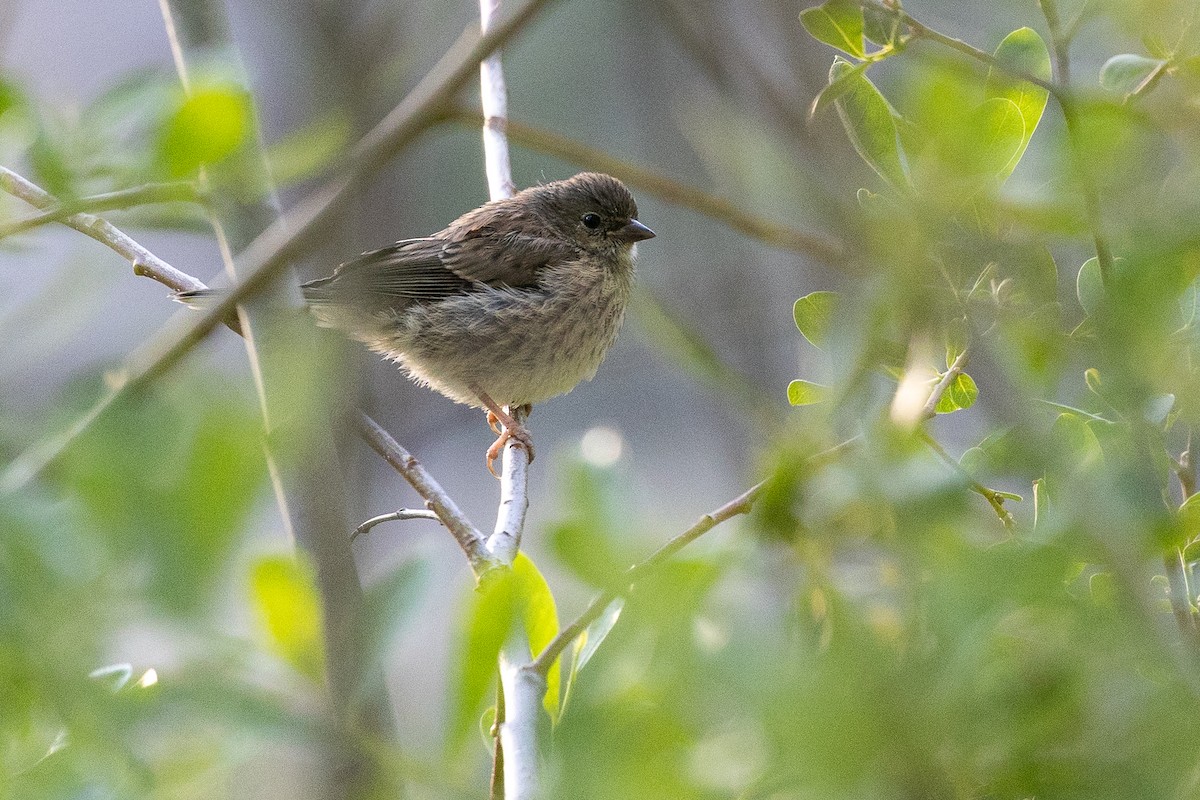 Dark-eyed Junco (Oregon) - ML659724409