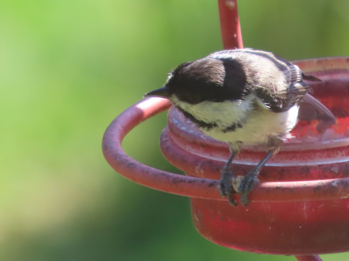 Black-capped Chickadee - ML659724412