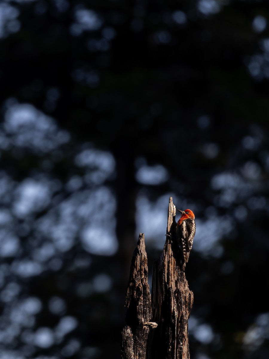 Red-breasted Sapsucker - ML659724430
