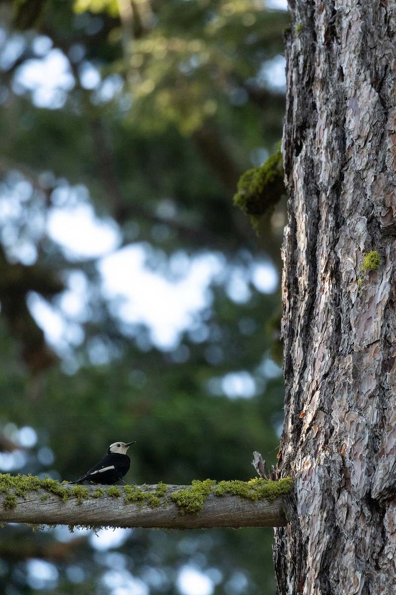 White-headed Woodpecker - ML659724439
