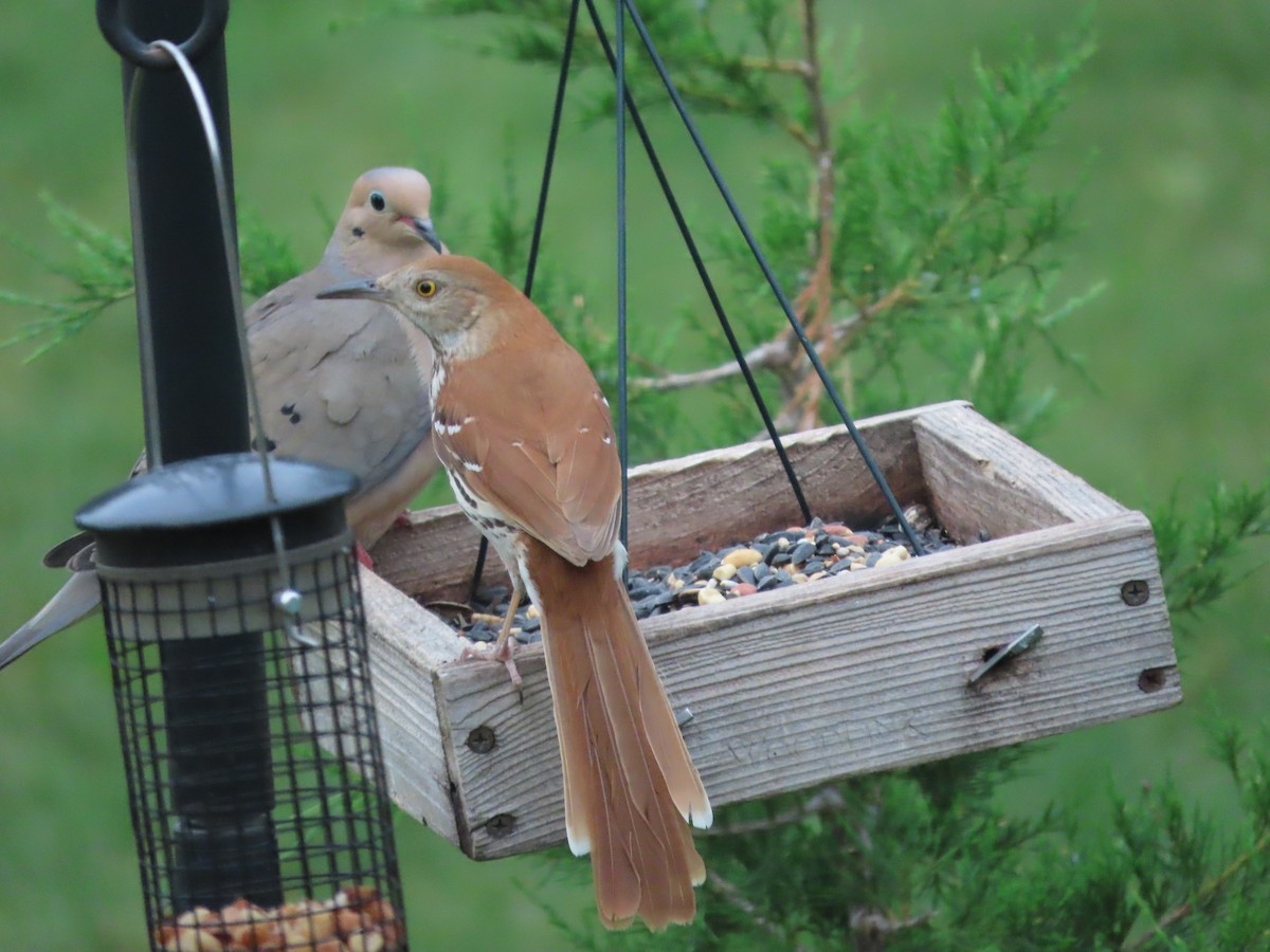 Brown Thrasher - ML659724458