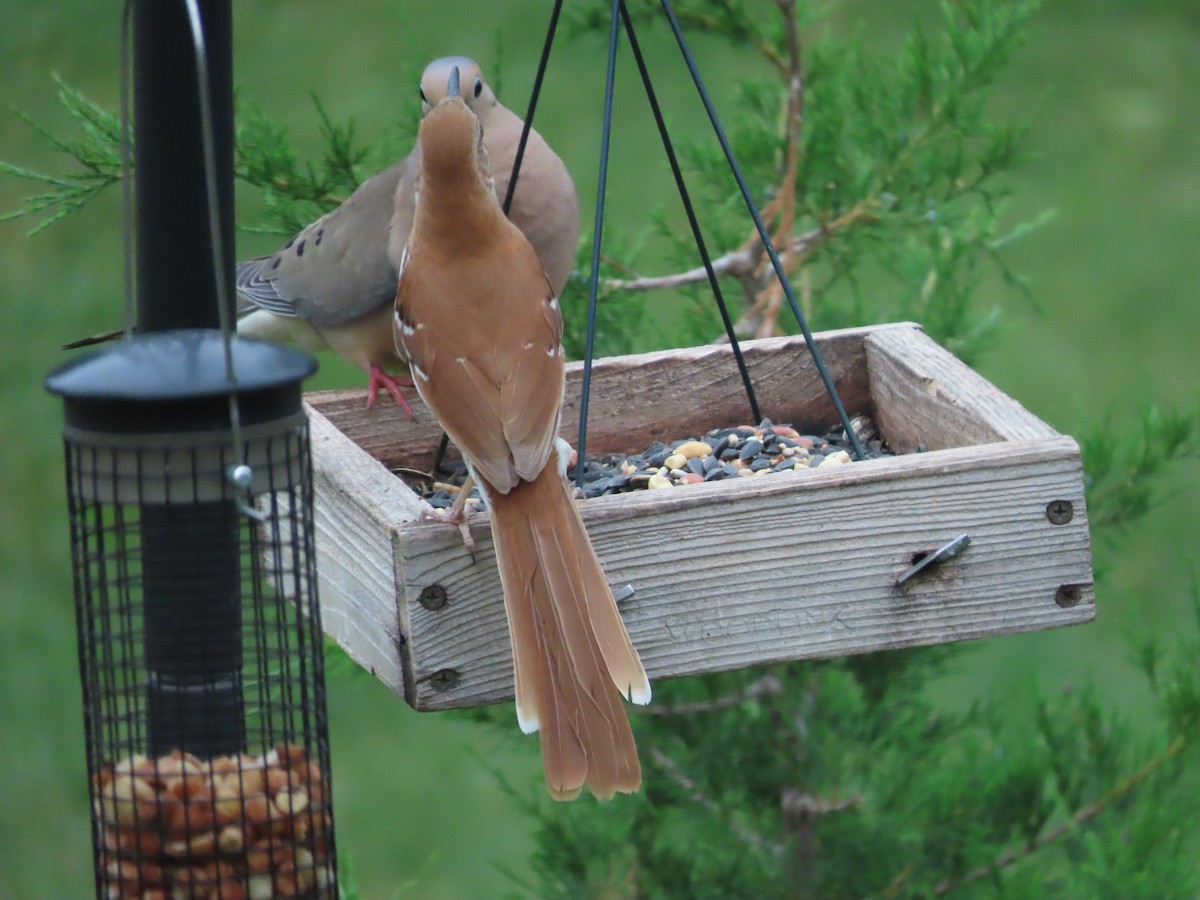 Brown Thrasher - ML659724474