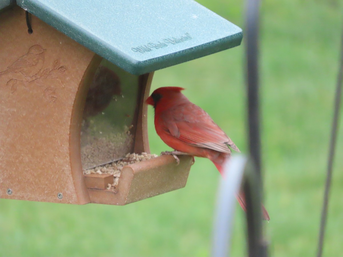 Northern Cardinal - ML659724499