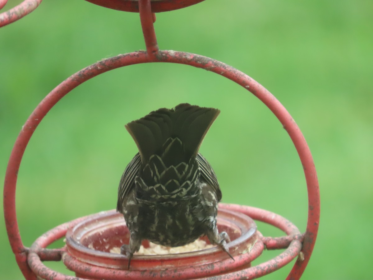 Red-winged Blackbird - ML659724529