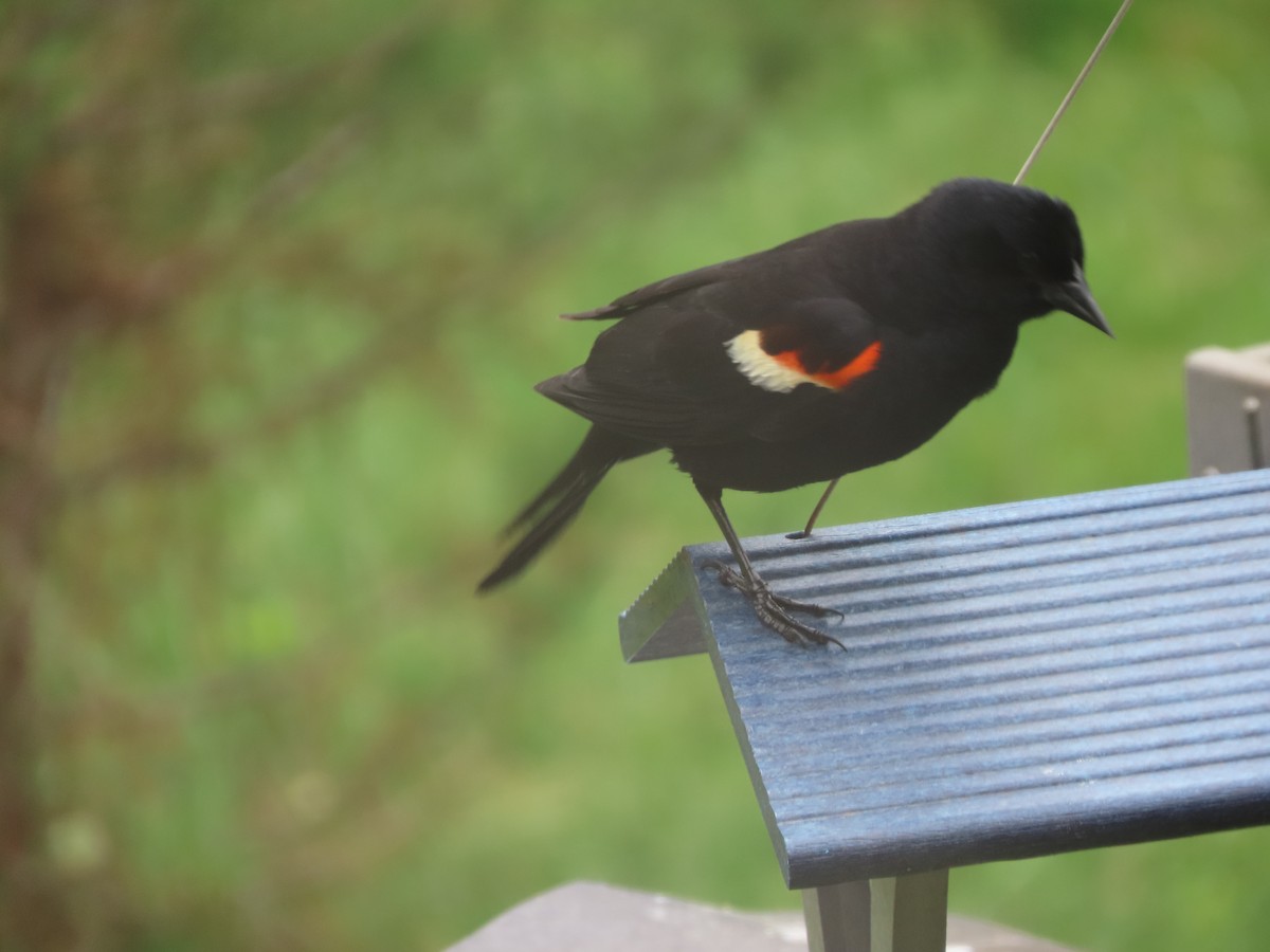 Red-winged Blackbird - ML659724536