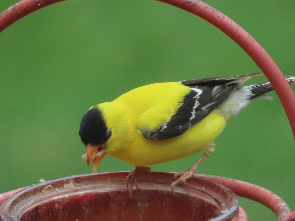 American Goldfinch - ML659724548