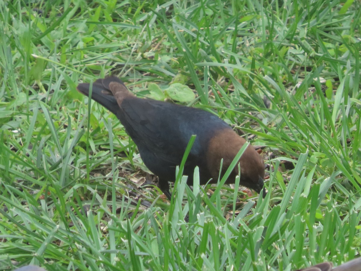 Brown-headed Cowbird - ML659724558