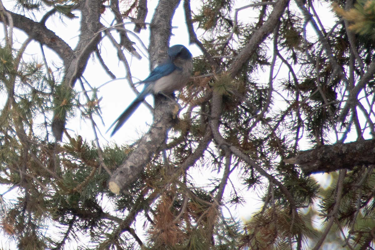 Woodhouse's Scrub-Jay - ML659725977