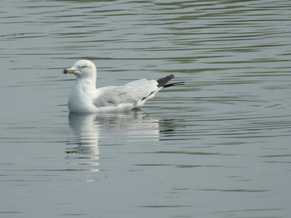 Ring-billed Gull - ML65972601