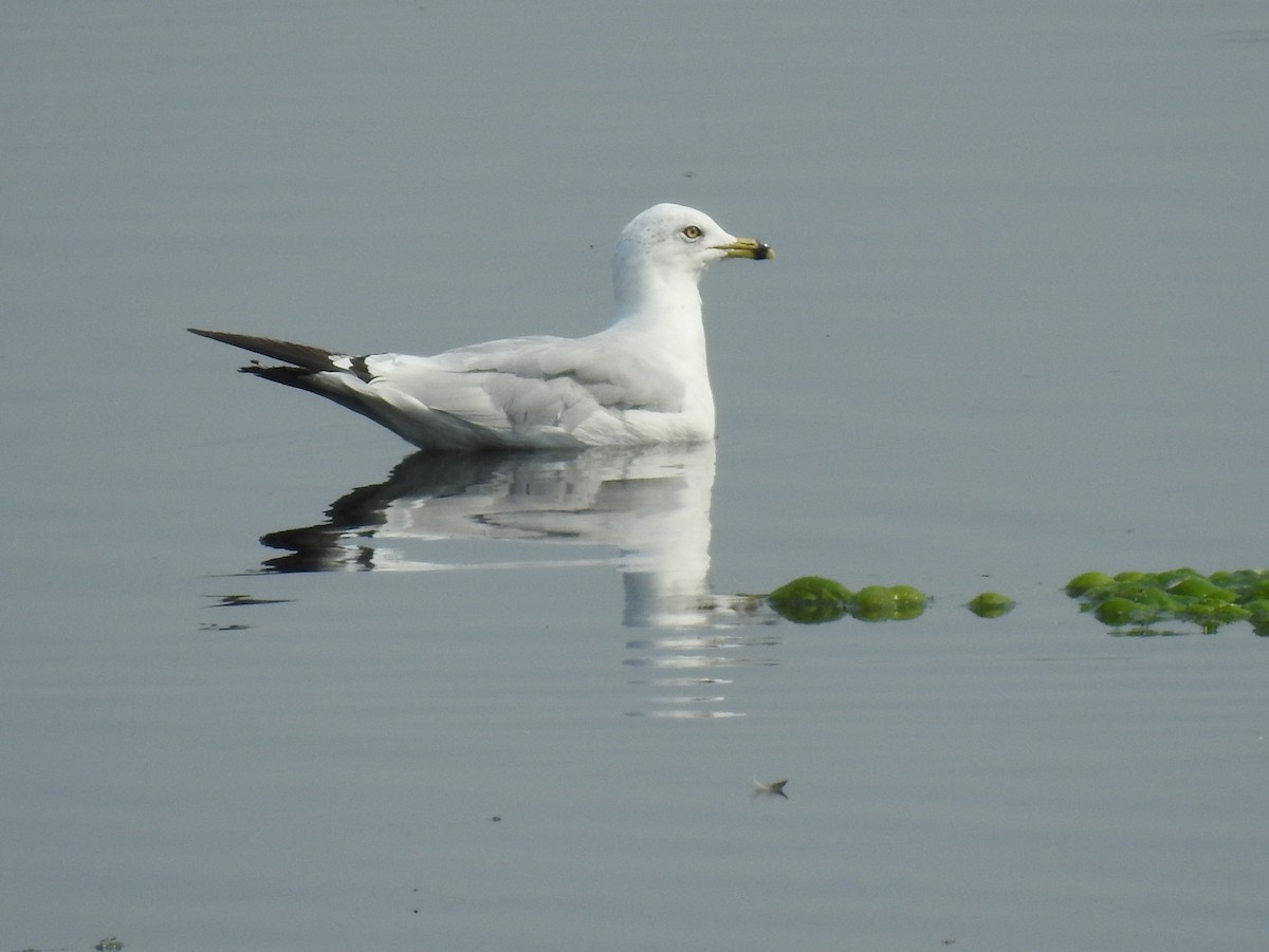 Ring-billed Gull - Shane Sater