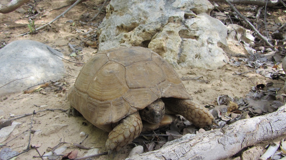 Greek Tortoise - ML659729848