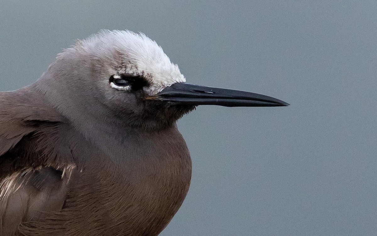 smånoddy - ML659732497