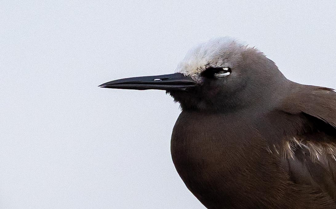smånoddy - ML659732533