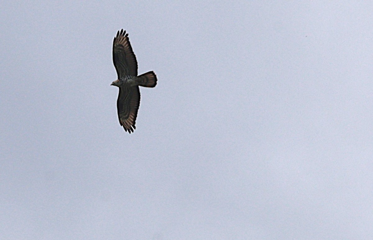 European Honey-buzzard - ML659733043