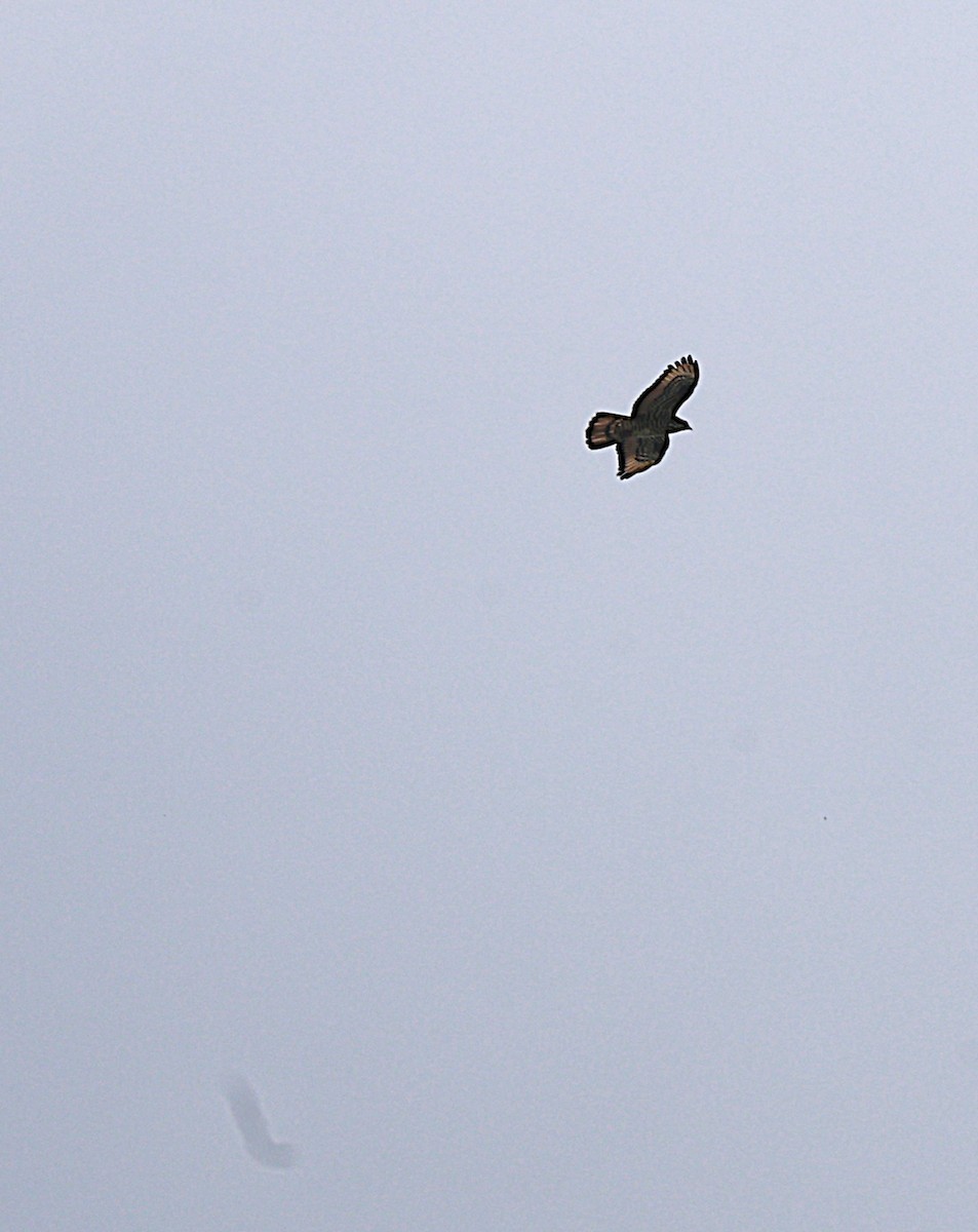 European Honey-buzzard - ML659733044
