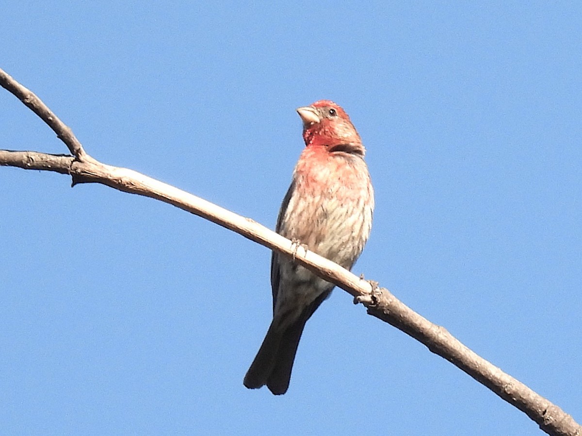 House Finch - ML659734020