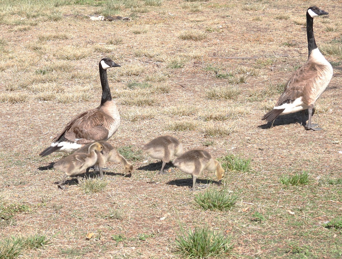 Canada Goose - ML659734022