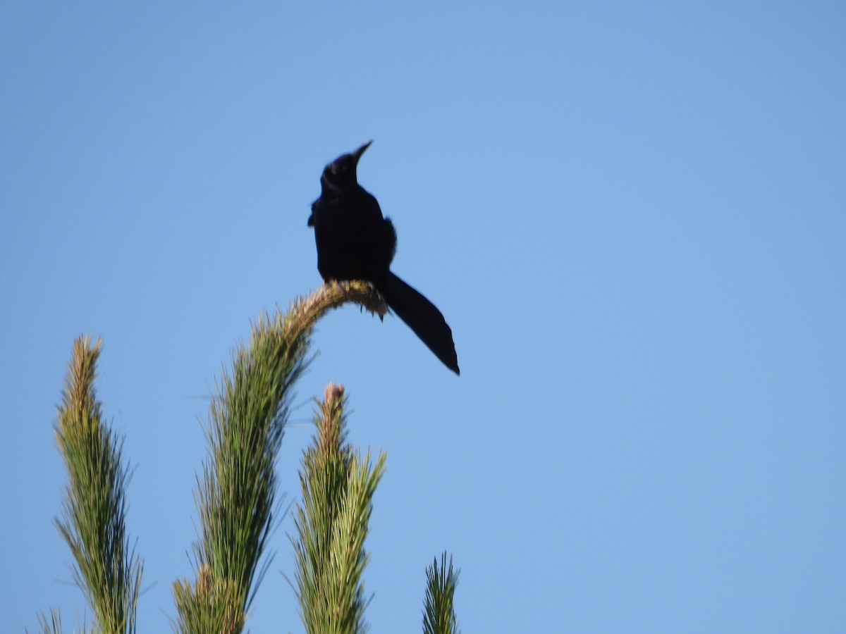 Great-tailed Grackle - ML659734024