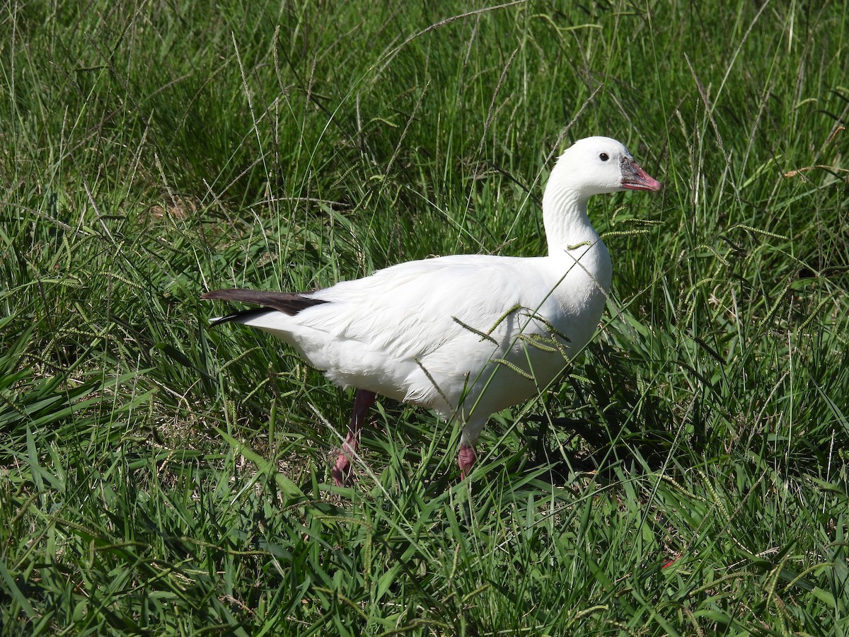Ross's Goose - ML659734105