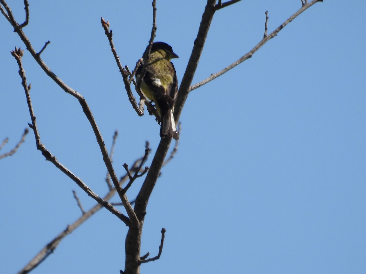 Lesser Goldfinch - ML659734198