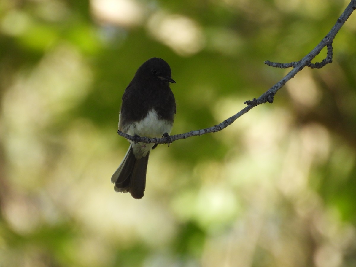 Black Phoebe - ML659734199
