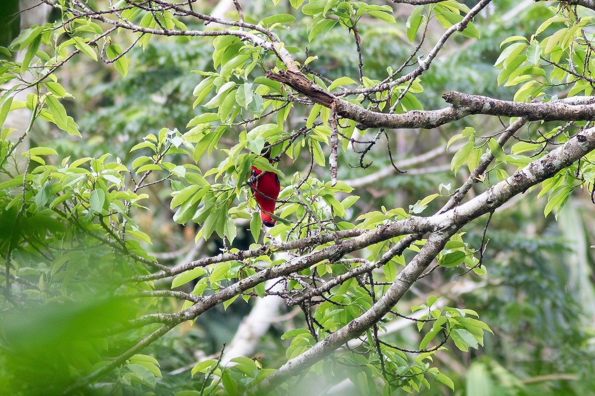 シロエリズグロインコ - ML659734463