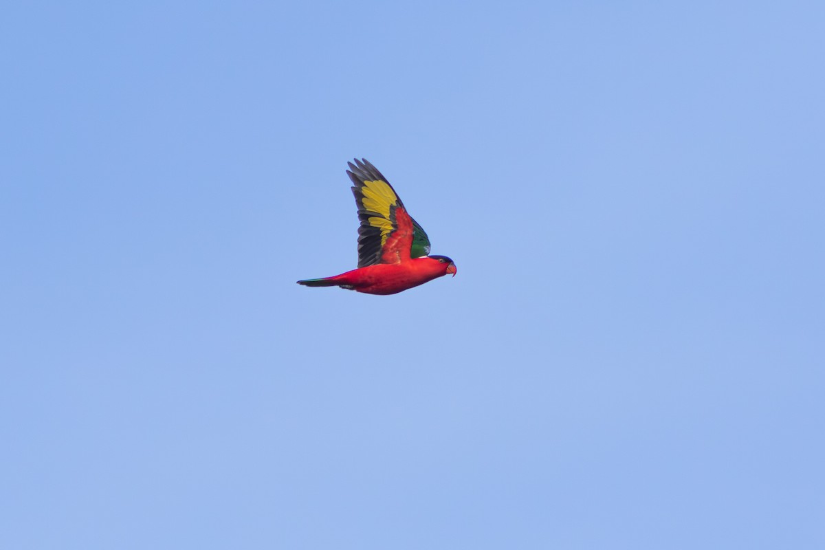 シロエリズグロインコ - ML659735069