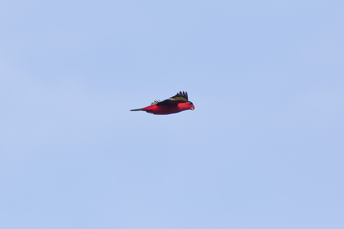 シロエリズグロインコ - ML659735071