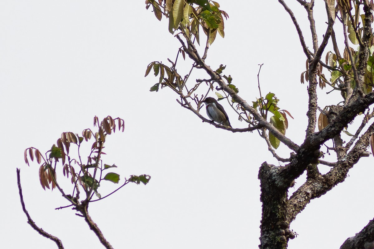 Red-banded Flowerpecker - ML659736043