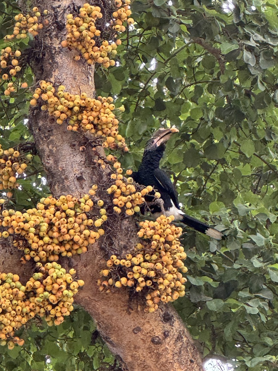Silvery-cheeked Hornbill - ML659736243