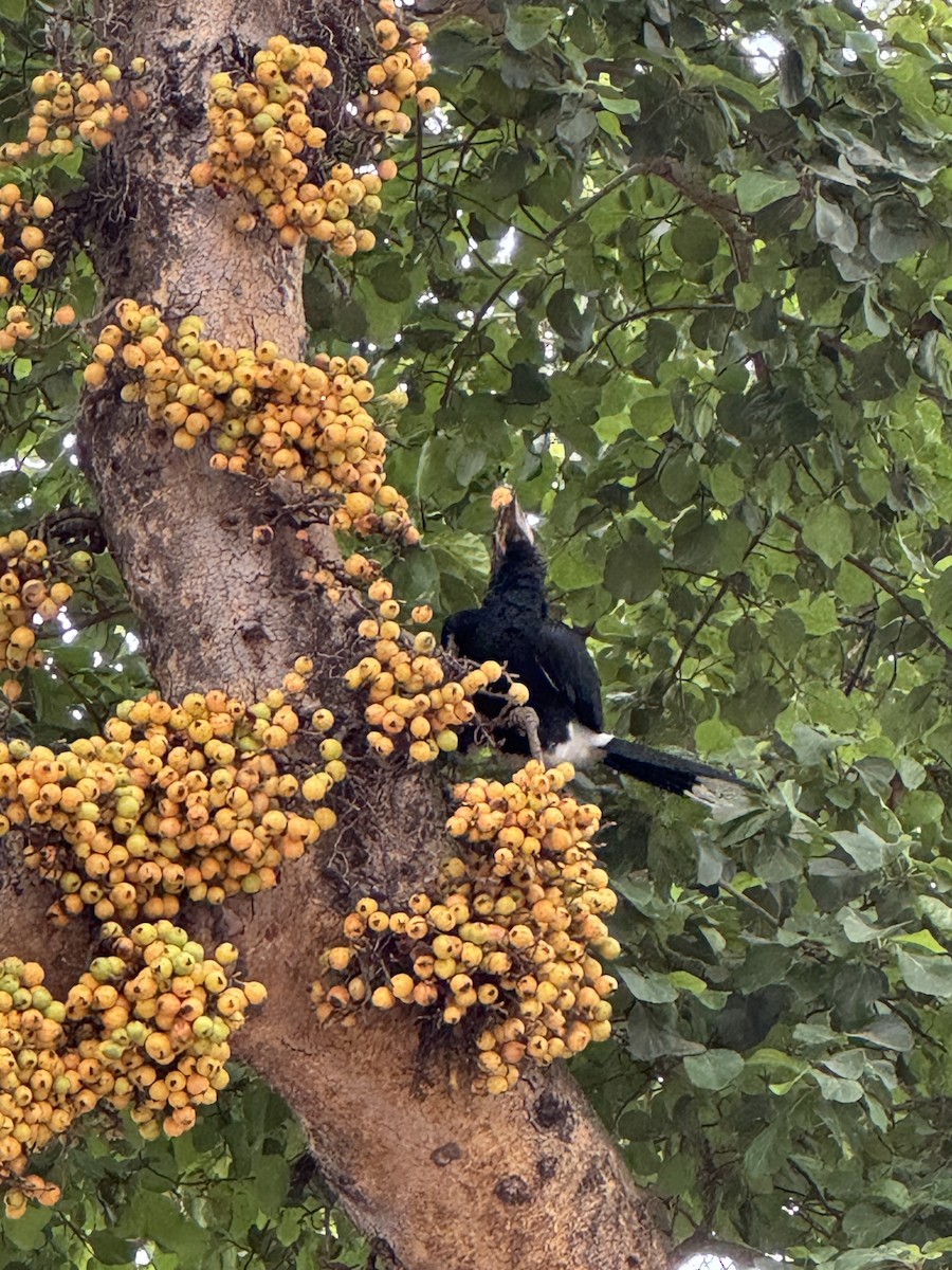 Silvery-cheeked Hornbill - ML659736244