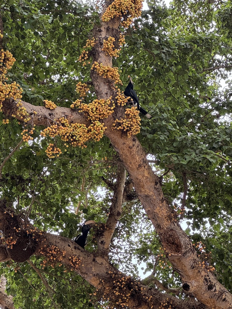 Silvery-cheeked Hornbill - ML659736245