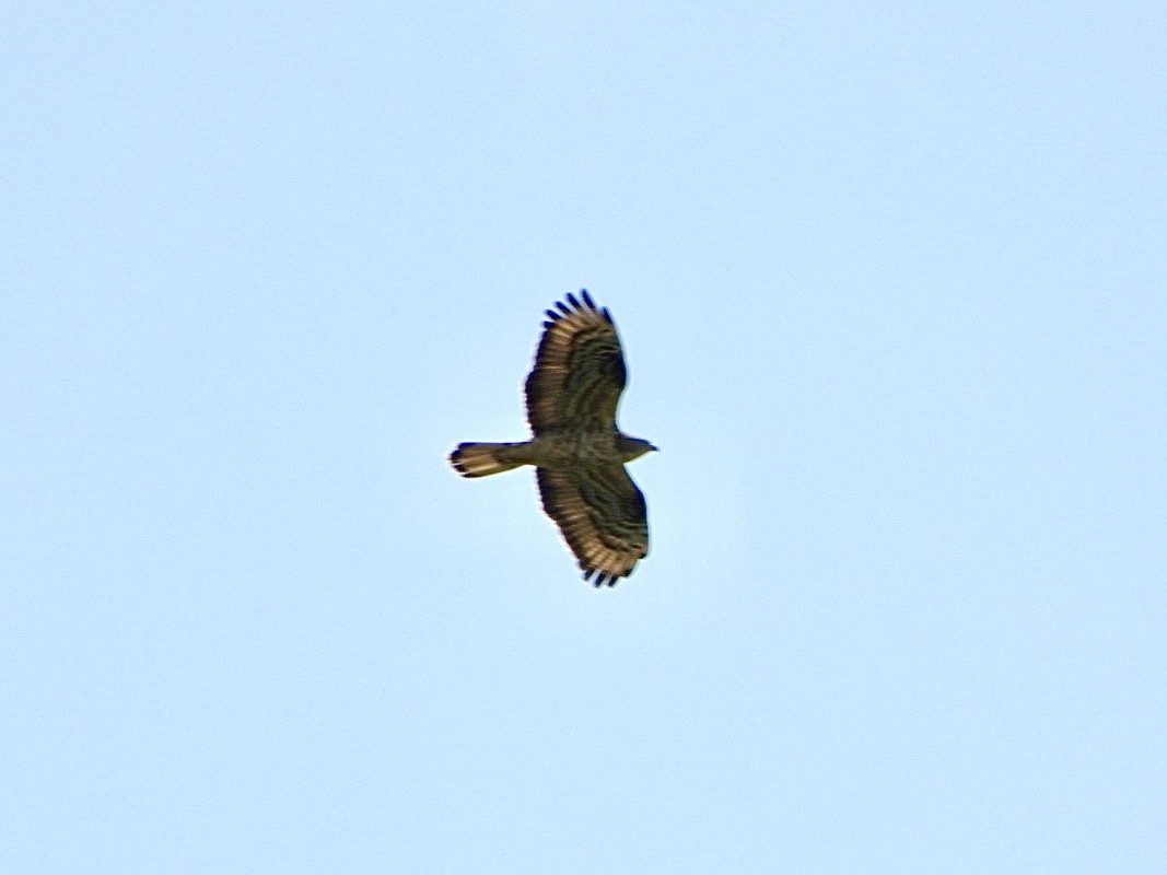 European Honey-buzzard - ML659736805