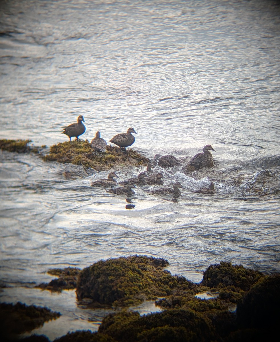 eBird Checklist - 15 Jun 2026 - Gully Point Cove - 23 species