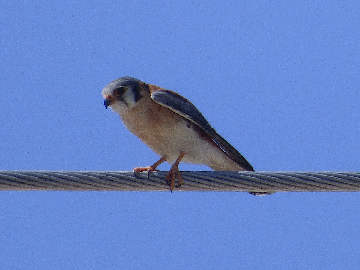 American Kestrel (Hispaniolan) - ML659738242