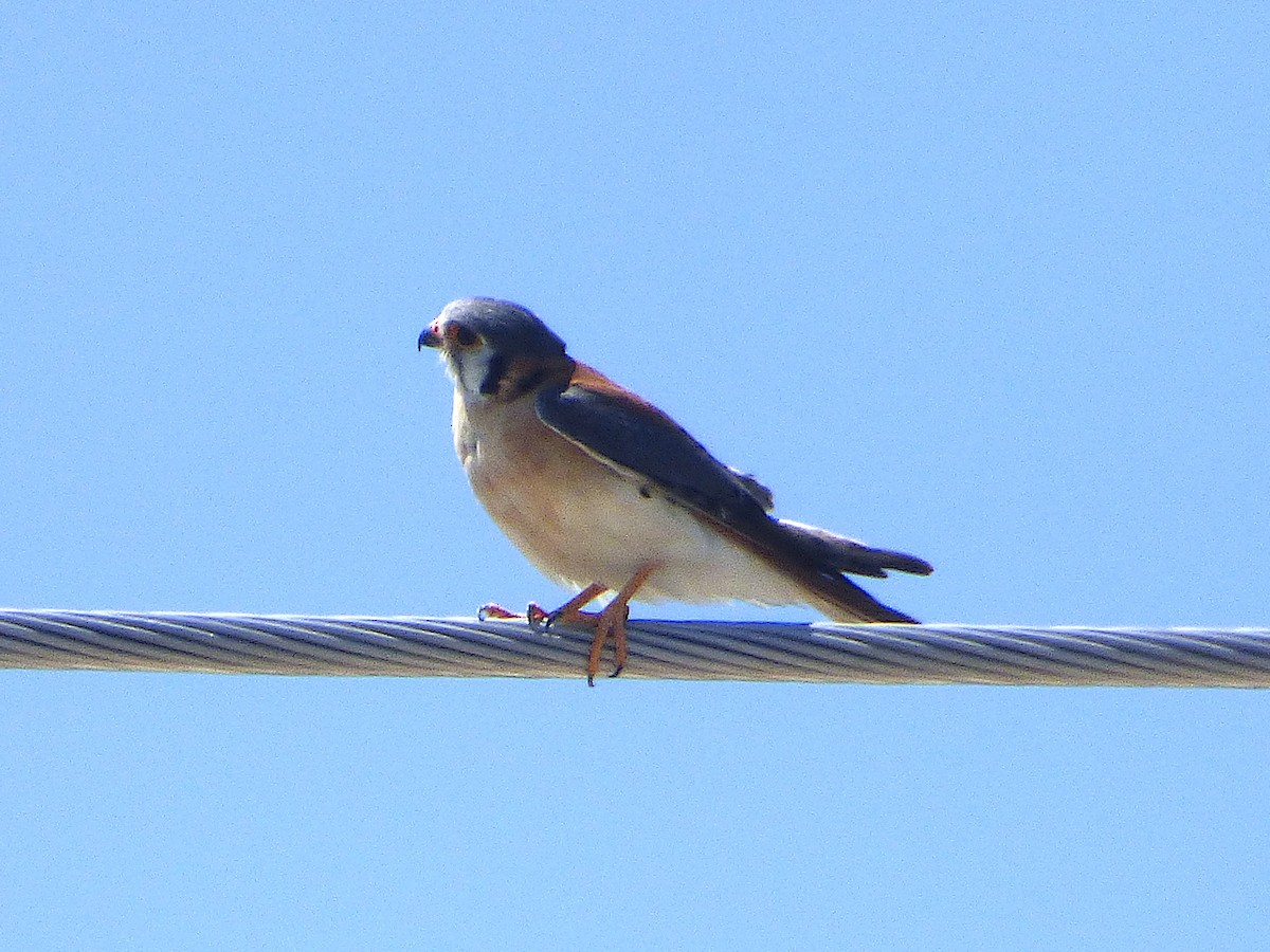 American Kestrel (Hispaniolan) - ML659738243