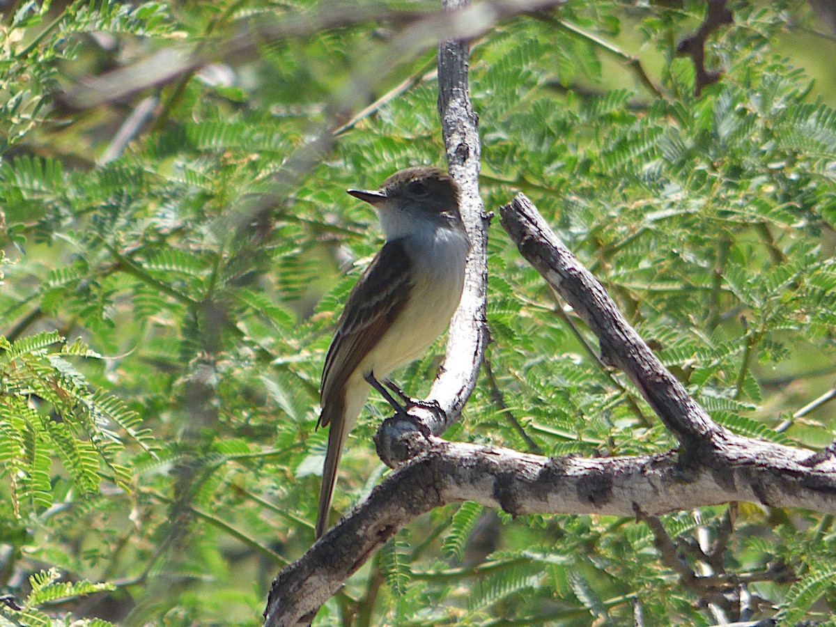 Stolid Flycatcher - ML659738321