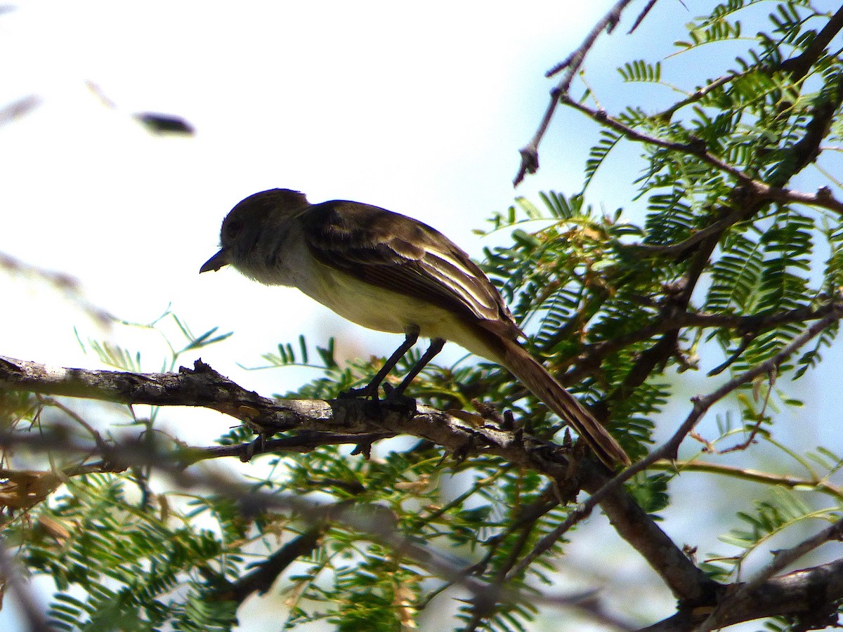 Stolid Flycatcher - ML659738322