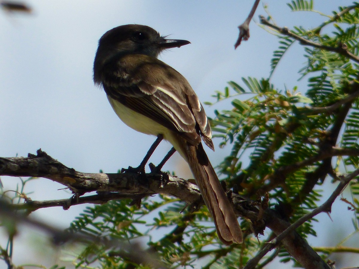 Stolid Flycatcher - ML659738323
