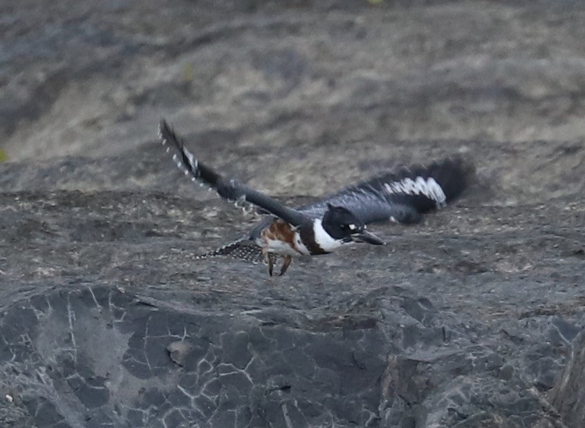 Belted Kingfisher - ML65973901