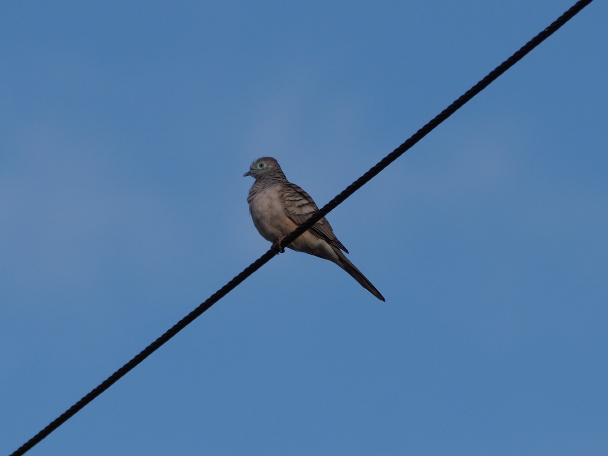 Peaceful Dove - ML659740961