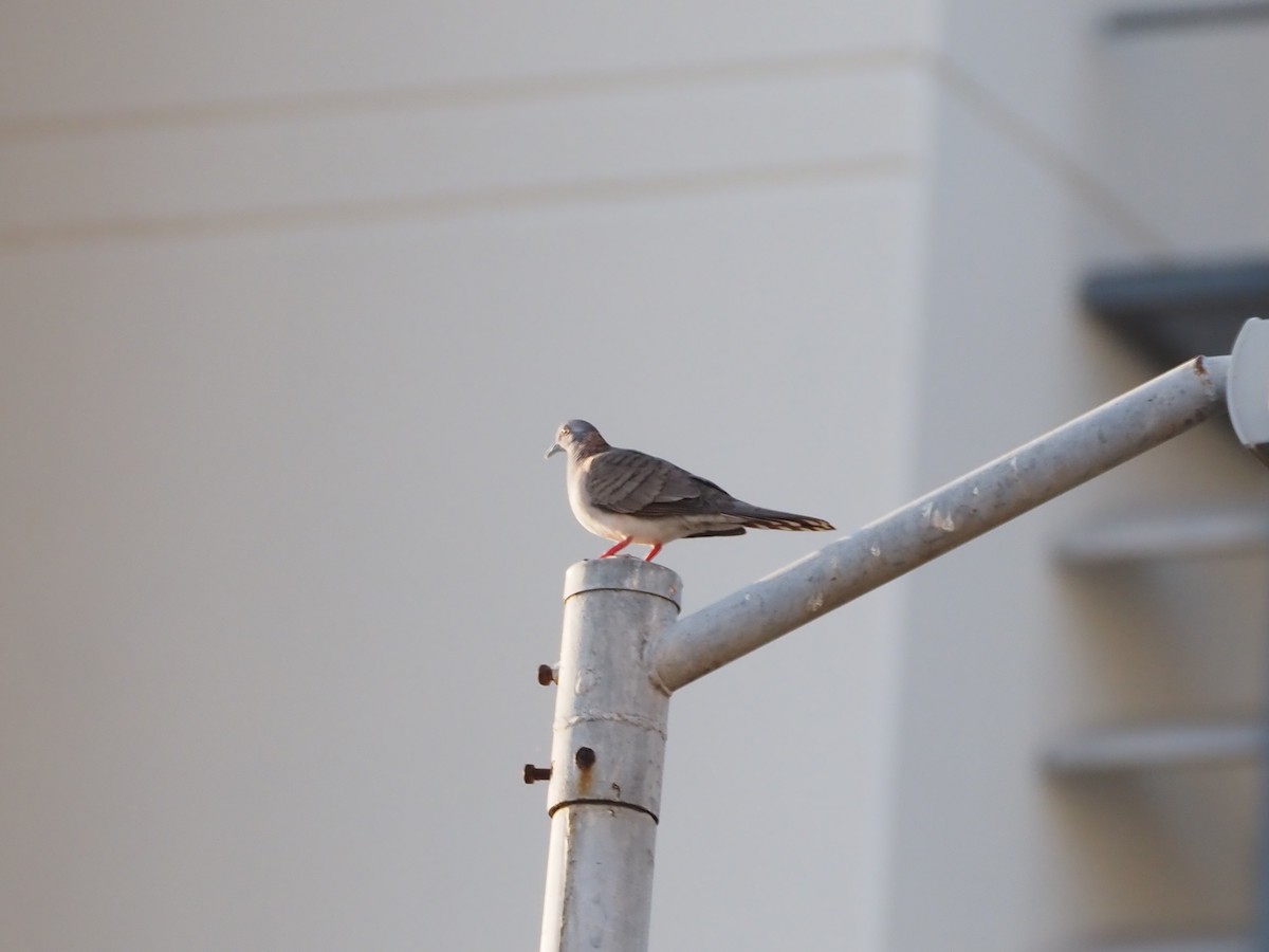 Bar-shouldered Dove - ML659740972