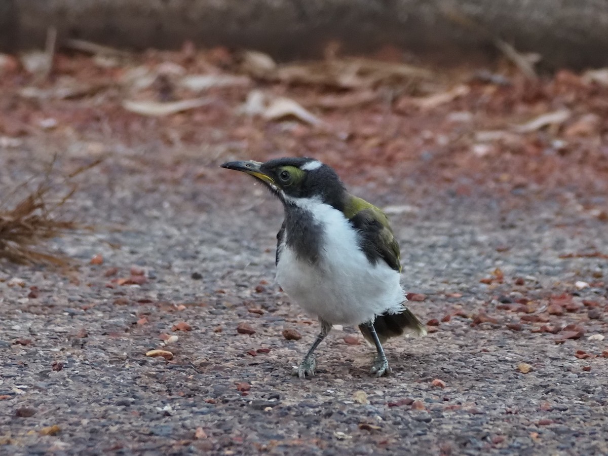 Blue-faced Honeyeater - ML659740988