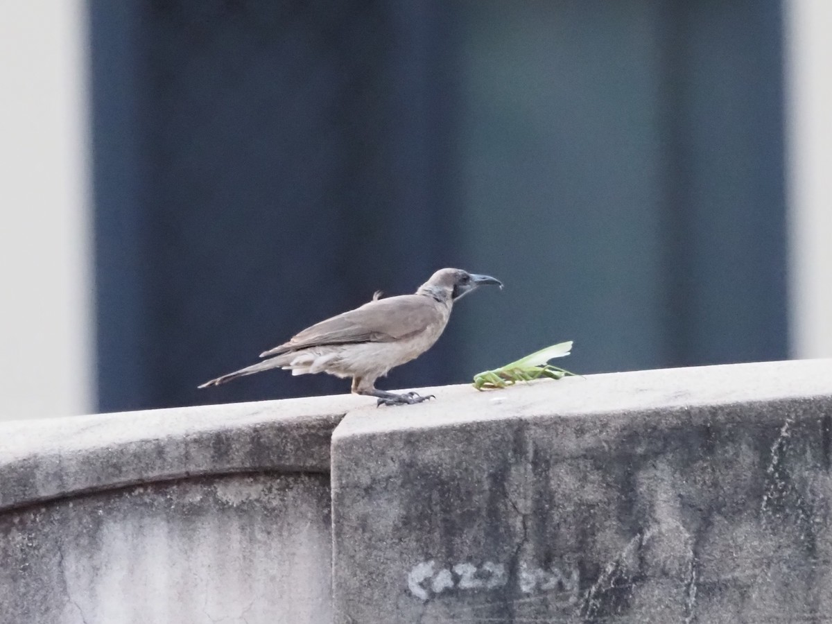 Little Friarbird - ML659740995