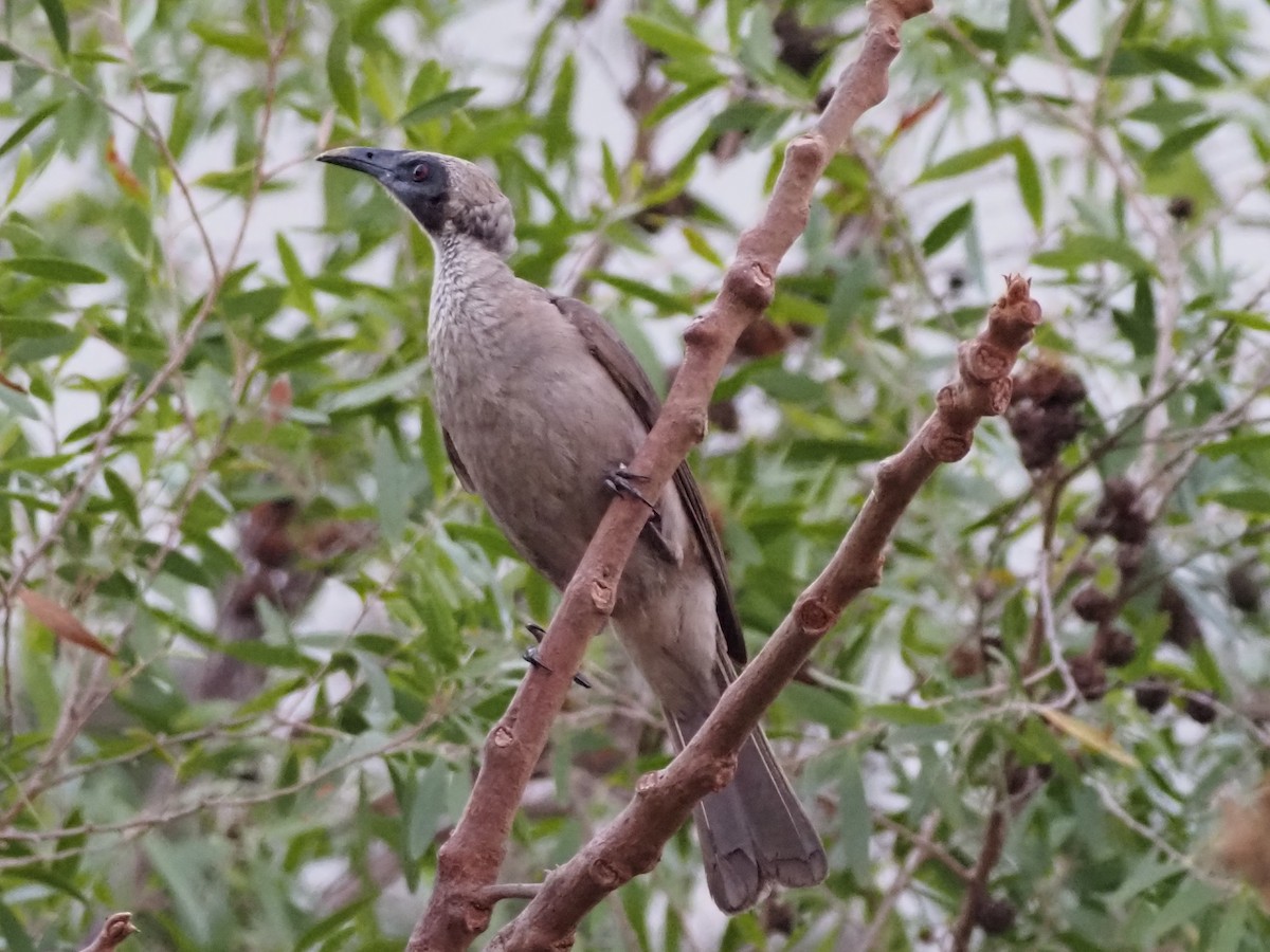 Helmeted Friarbird - ML659741006