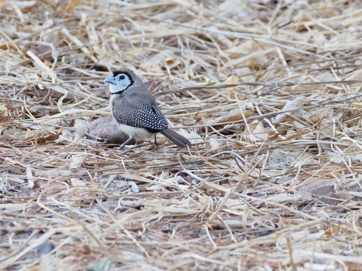 Double-barred Finch - ML659741015