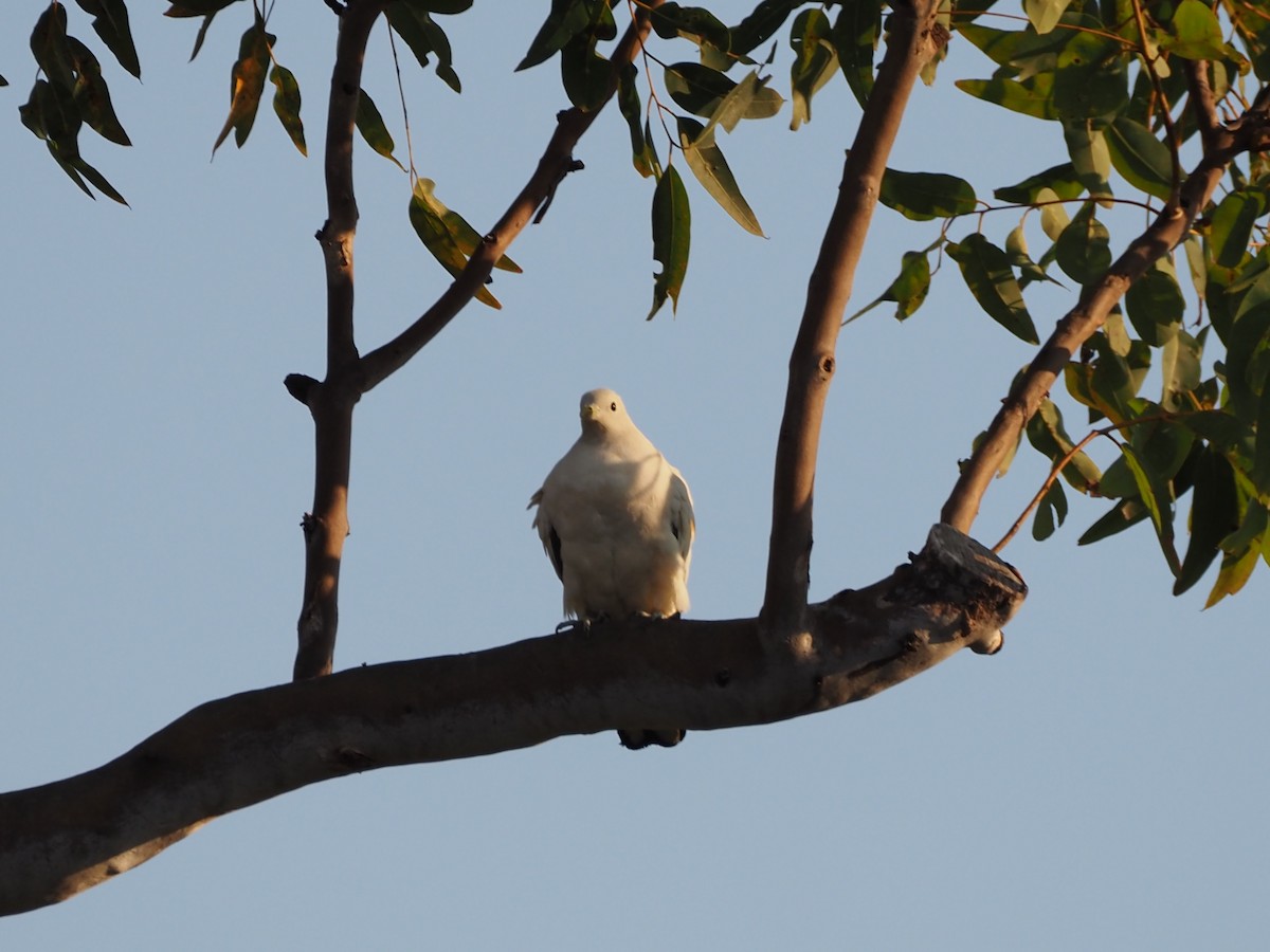 Torresian Imperial-Pigeon - ML659741043
