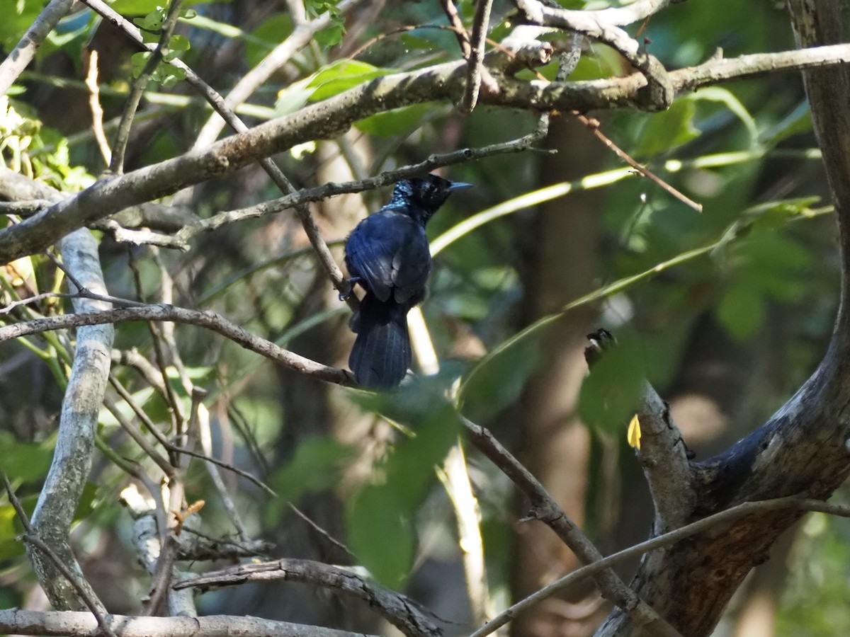 Shining Flycatcher - ML659741100
